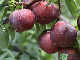 李子變紅能吃嗎？李子變紅是怎么回事？