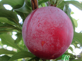 李子變紅能吃嗎？李子變紅是怎么回事？