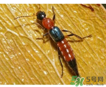 隱翅蟲和蚊蟲的區(qū)別？隱翅蟲和蚊蟲有什么不一樣？