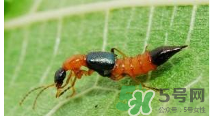 隱翅蟲和蚊蟲的區(qū)別？隱翅蟲和蚊蟲有什么不一樣？