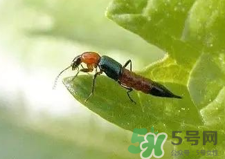 被隱翅蟲咬了后怎么辦？隱翅蟲如何預(yù)防和治療咬傷？