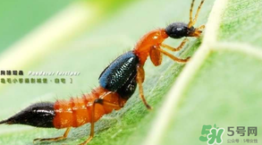 被隱翅蟲咬了后怎么辦？隱翅蟲如何預(yù)防和治療咬傷？