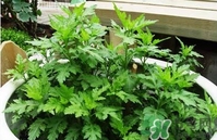 菊花腦孕婦能吃嗎？孕婦可以吃菊花腦嗎