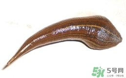 端午節(jié)前后出沒的毒蟲有哪些？端午節(jié)前后如何預(yù)防毒蟲？