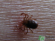 端午節(jié)前后出沒的毒蟲有哪些？端午節(jié)前后如何預(yù)防毒蟲？