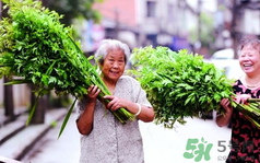 端午節(jié)前后出沒的毒蟲有哪些？端午節(jié)前后如何預(yù)防毒蟲？