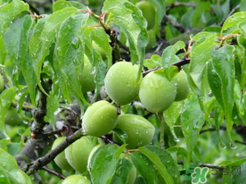 梅子不能和什么一起吃？梅子和什么食物都相克？