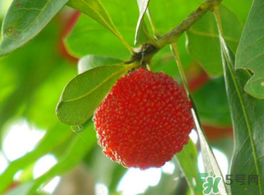 楊梅可以帶上飛機(jī)嗎？飛機(jī)能帶楊梅嗎？