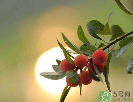 楊梅可以帶上飛機(jī)嗎？飛機(jī)能帶楊梅嗎？