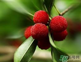 楊梅可以帶上飛機(jī)嗎？飛機(jī)能帶楊梅嗎？