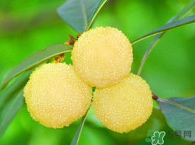 楊梅能放多久？冰凍楊梅可以放多久？