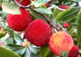 楊梅能放多久？冰凍楊梅可以放多久？