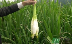 茭白需要焯水嗎？炒茭白要不要焯水