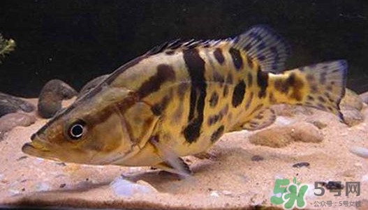 鱖魚怎么養(yǎng)？鱖魚養(yǎng)殖技術(shù)