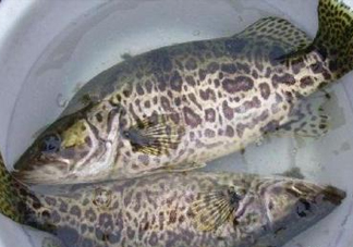 鱖魚是桂魚嗎？鱖魚和桂魚的區(qū)別