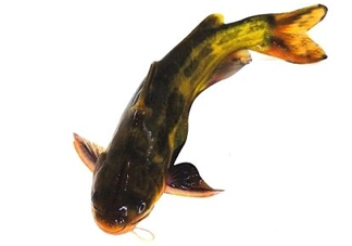 黃顙魚有毒嗎？黃顙魚的營(yíng)養(yǎng)價(jià)值