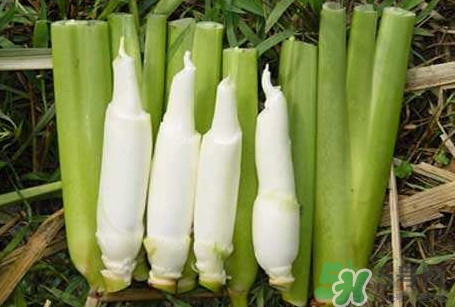 茭白怎么處理？茭白要去皮嗎