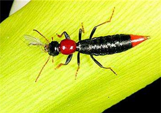 隱翅蟲和蚊蟲的區(qū)別？隱翅蟲和蚊蟲有什么不一樣？