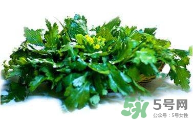 菊花腦是什么？菊花腦是野菊花嗎