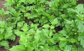 菊花腦孕婦能吃嗎？孕婦可以吃菊花腦嗎