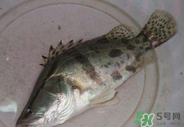 鱖魚(yú)怎么讀？鱖魚(yú)是什么魚(yú)