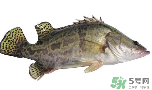 鱖魚(yú)怎么讀？鱖魚(yú)是什么魚(yú)