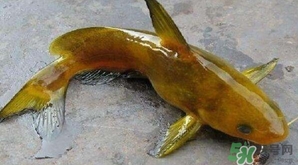 黃顙魚有毒嗎？黃顙魚的營養(yǎng)價值