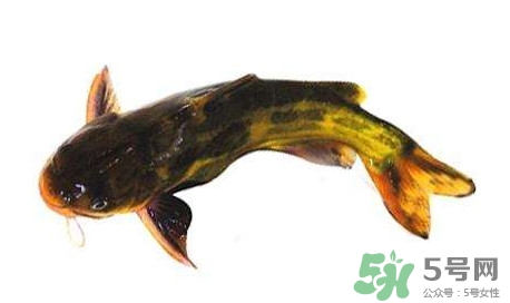 黃顙魚有毒嗎？黃顙魚的營養(yǎng)價值