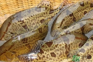 鱖魚是桂魚嗎？鱖魚和桂魚的區(qū)別