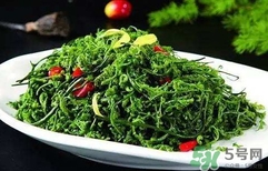 菊花腦怎么種？菊花腦怎么摘