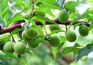 梅子不能和什么一起吃？梅子和什么食物都相克？