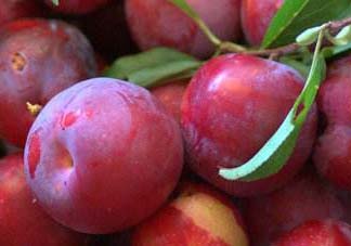 李子和蜂蜜能一起吃嗎？吃了李子可以喝蜂蜜嗎？