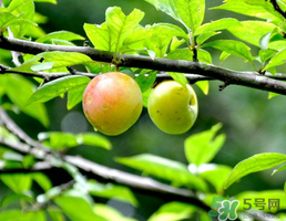 李子和牛奶能一起吃嗎？吃完李子可以喝牛奶嗎？