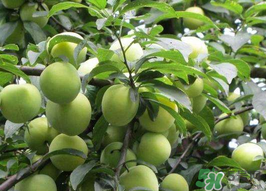 李子和牛奶能一起吃嗎？吃完李子可以喝牛奶嗎？