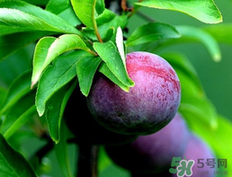 李子和牛奶能一起吃嗎？吃完李子可以喝牛奶嗎？