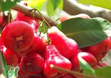 蓮霧中間芯能吃嗎？蓮霧中間絮狀能吃嗎