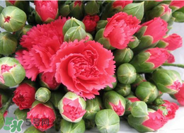 2017年520送什么花好？適合520送給女朋友的花推薦