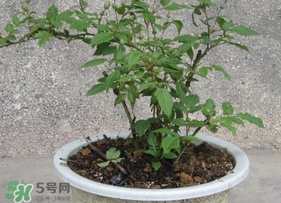 盆栽樹(shù)莓怎么養(yǎng)？盆栽樹(shù)莓的種植方法