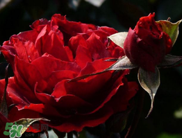 520朵玫瑰花多少錢？2017年520朵玫瑰花的價格