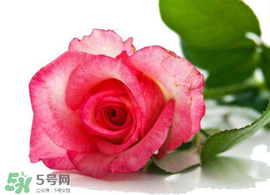 520朵玫瑰花多少錢？2017年520朵玫瑰花的價格