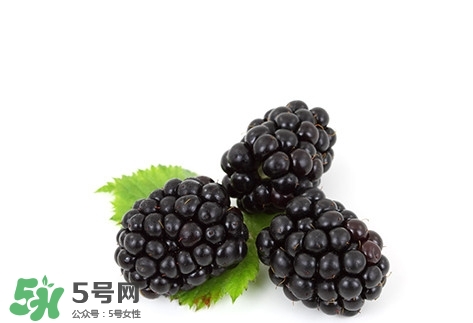 山莓跟黑莓一樣嗎？黑莓貴還是山莓貴？