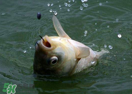 小滿怎么釣魚？小滿釣魚技巧