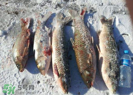 小滿怎么釣魚？小滿釣魚技巧