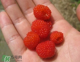 覆盆子的熱量高嗎？覆盆子可以減肥嗎？