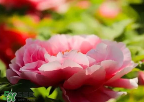 五月份還有牡丹嗎？五月份牡丹花還開嗎？