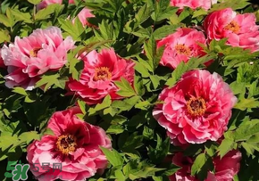 五月份還有牡丹嗎？五月份牡丹花還開嗎？