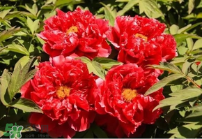 五月份還有牡丹嗎？五月份牡丹花還開嗎？