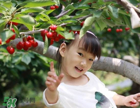 5月份還有櫻桃摘嗎？5月份哪里可以摘櫻桃？