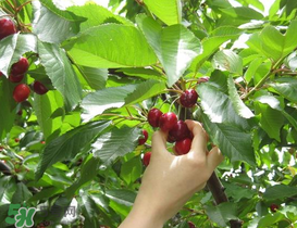 5月份還有櫻桃摘嗎？5月份哪里可以摘櫻桃？