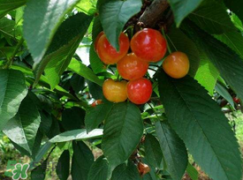 5月份還有櫻桃摘嗎？5月份哪里可以摘櫻桃？